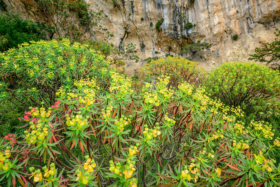 Baumwolfsmilch, Euphorbia dendroides, Selvaggio Blu, Nationalpark Golfo di Orosei e del Gennargentu, Sardinien, Italien