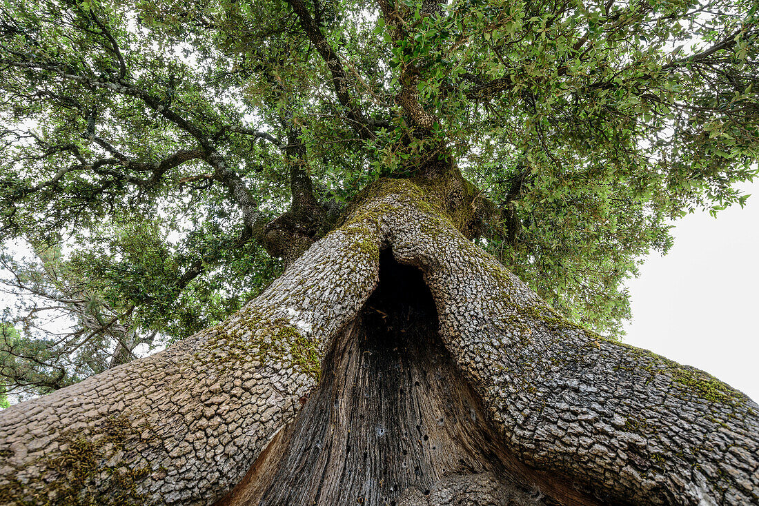Holm oak, National Park of the Bay of Orosei and Gennargentu, Sardinia, Italy