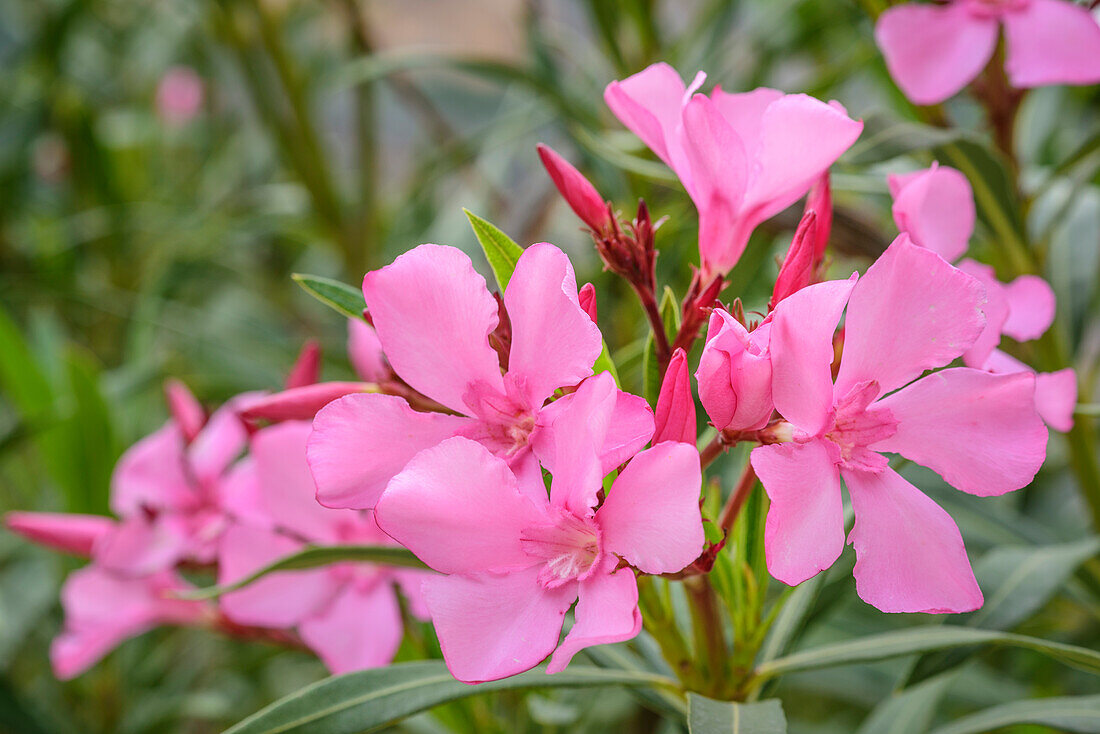 Oleander in blossom, Selvaggio Blu, National Park of the Bay of Orosei and Gennargentu, Sardinia, Italy