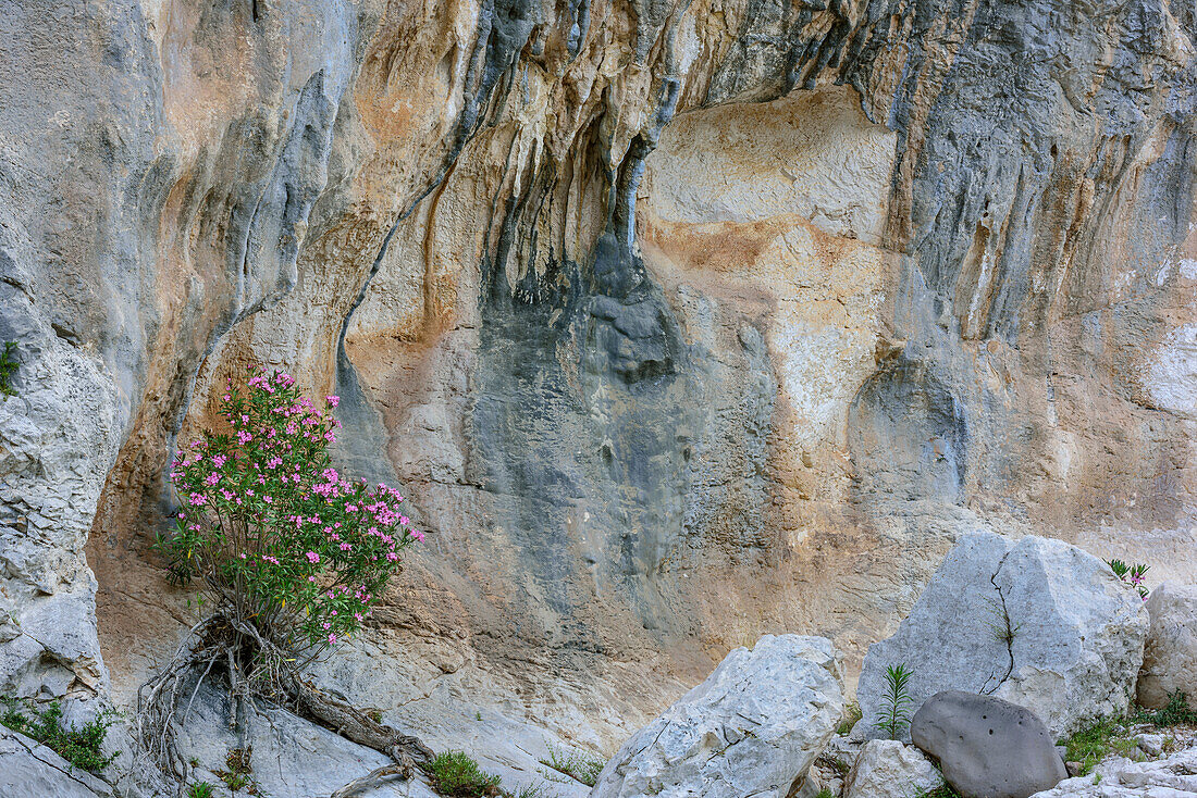 Oleander in blossom in front of rock face, Selvaggio Blu, National Park of the Bay of Orosei and Gennargentu, Sardinia, Italy