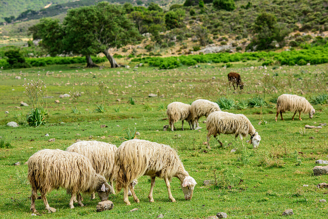 Schafherde, Nationalpark Golfo di Orosei e del Gennargentu, Sardinien, Italien