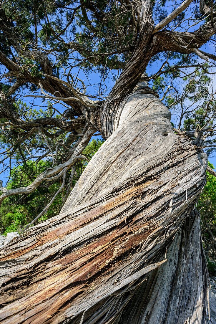 Juniper tree, Selvaggio Blu, National Park of the Bay of Orosei and Gennargentu, Sardinia, Italy