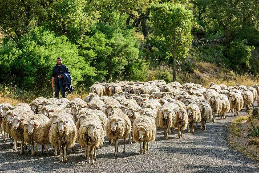 Shepherd with flock of sheep on road, Sardinia, Italy