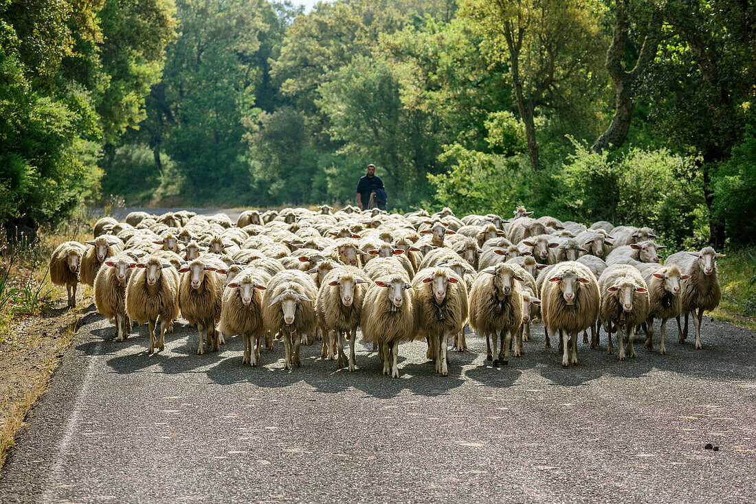 Shepherd with flock of sheep on road, Sardinia, Italy