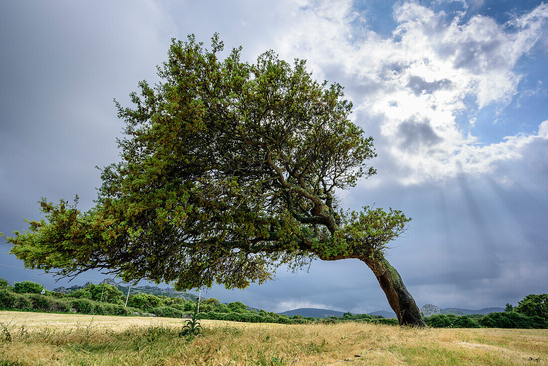 Askew growing cork tree, Sardinia, Italy