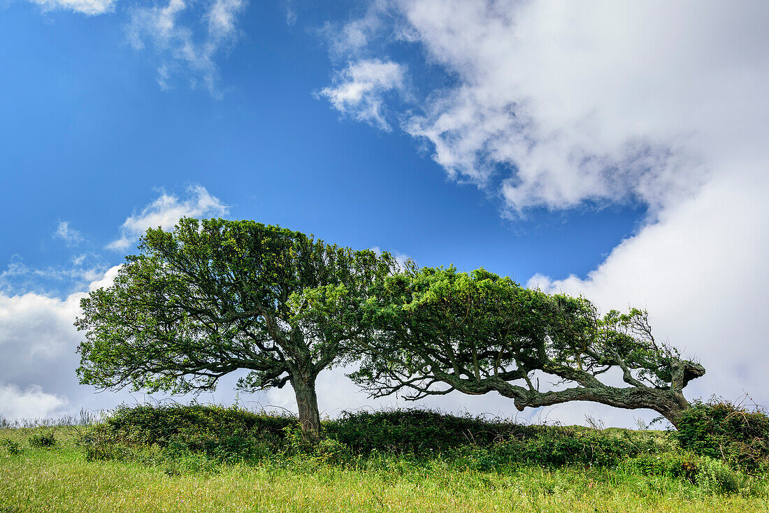 Askew growing cork trees, Sardinia, Italy