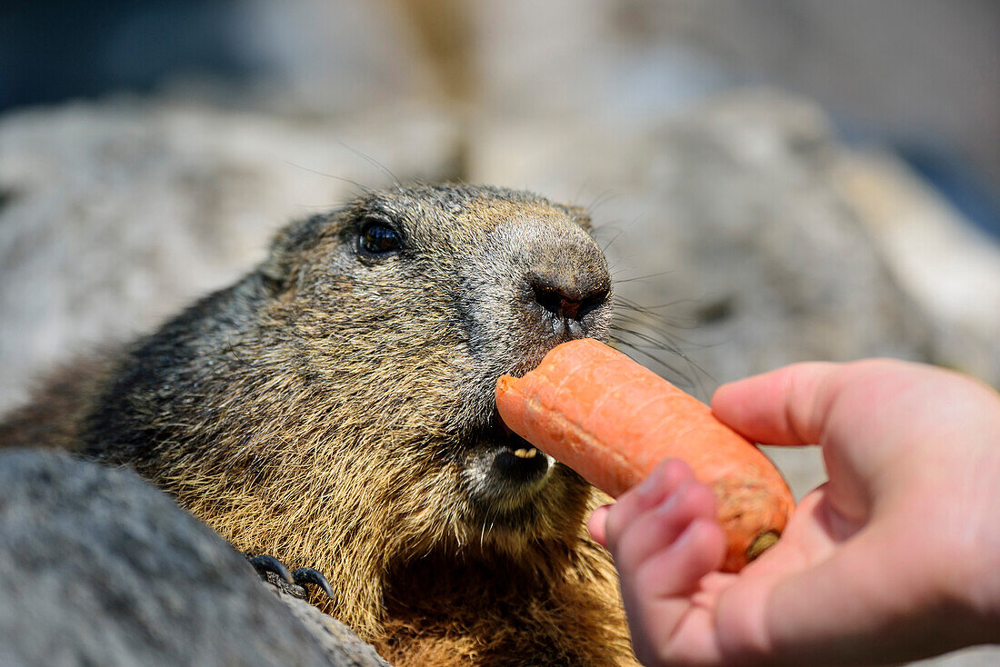 Marmot eating carot out of the hand of a person, Dachstein range, Styria, Austria