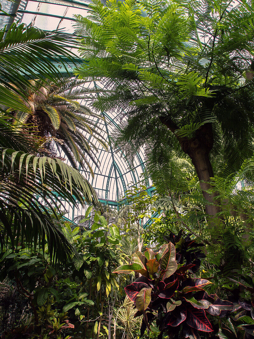 France, Paris, Jardin d'Auteuil, interior of a  greenhouse, tropical plants