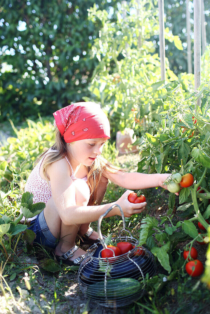 Girl picking fresh vegetables in a garden
