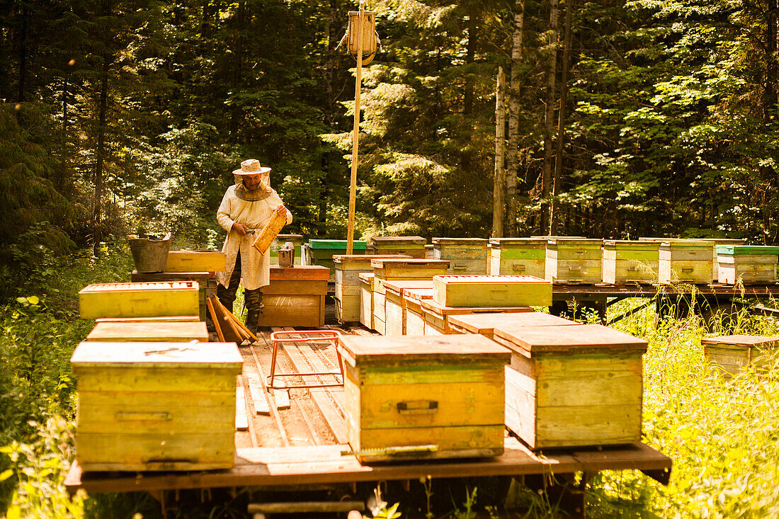 Caucasian beekeeper working outdoors