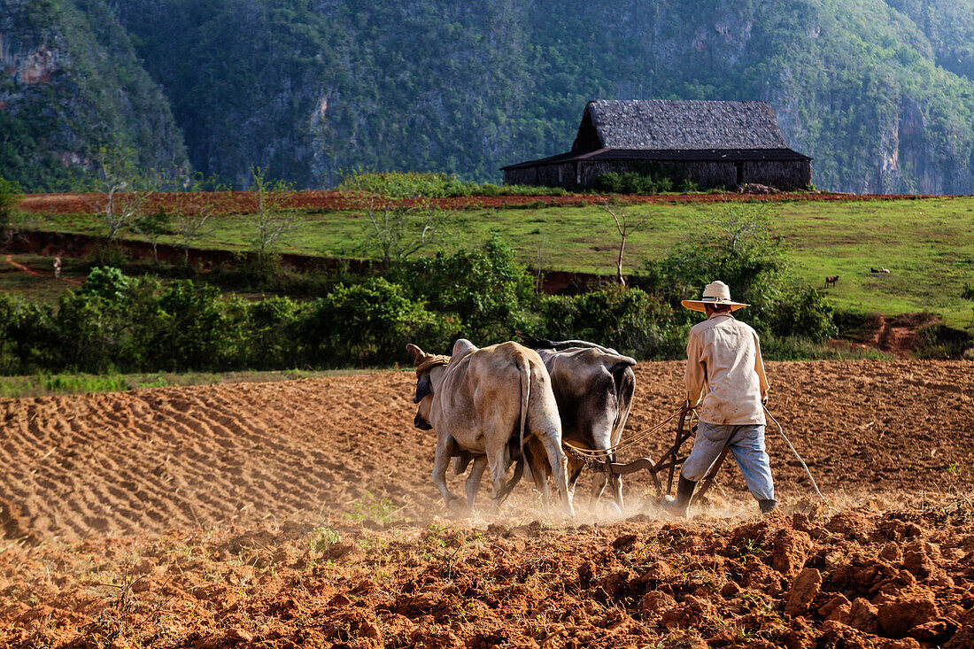 Farmer plowing field with oxen, Vinales, Pinar del Rio, Cuba