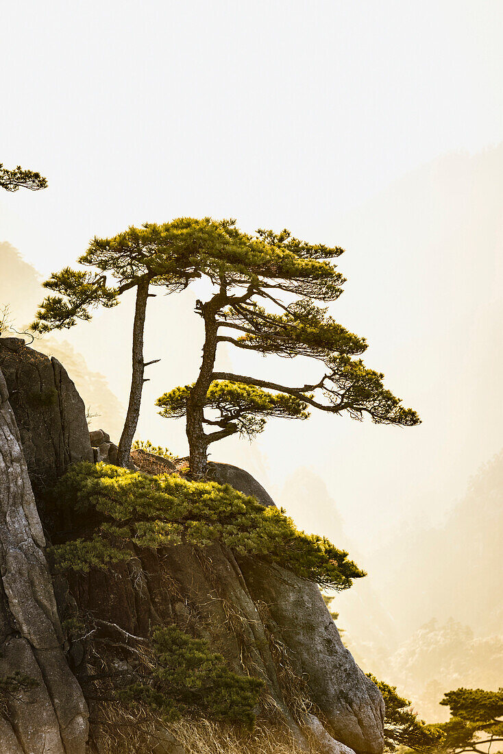 Tree growing on rocky mountain, Huangshan, Anhui, China