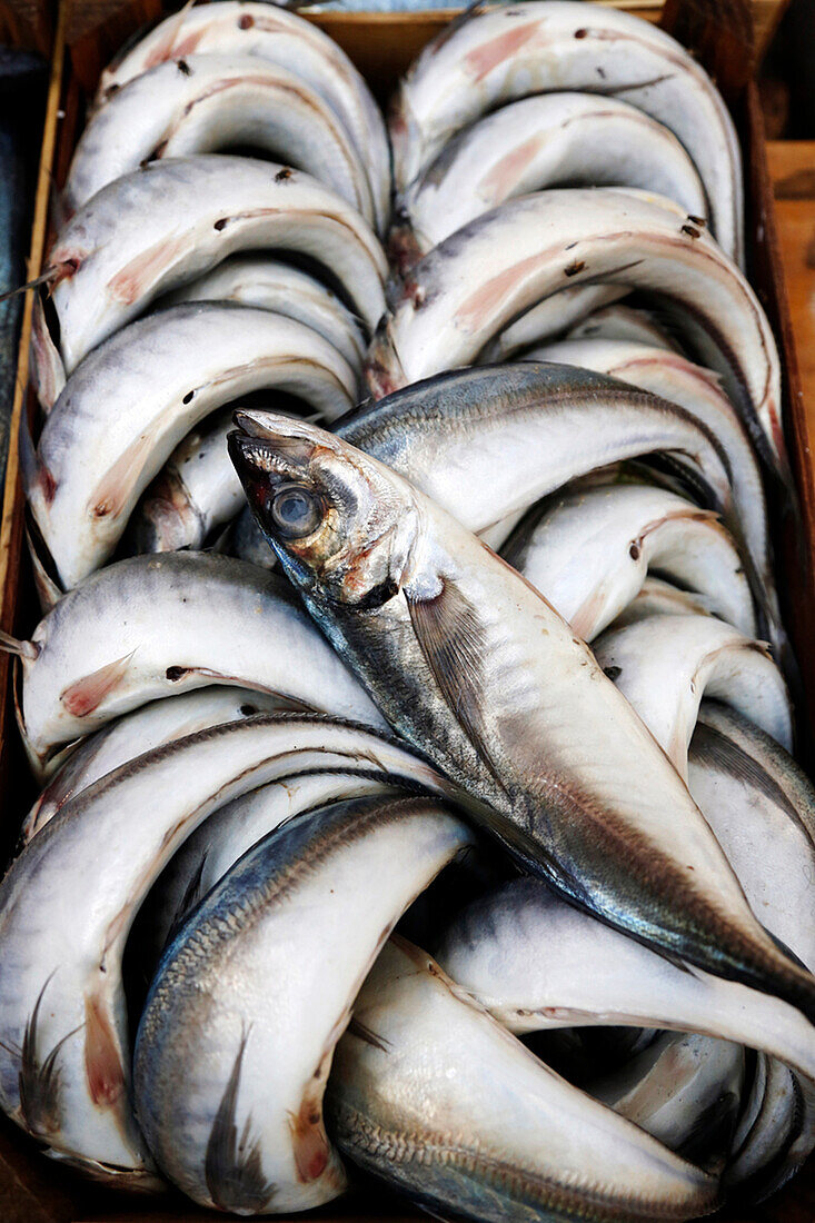 Close up of pile of fresh fish