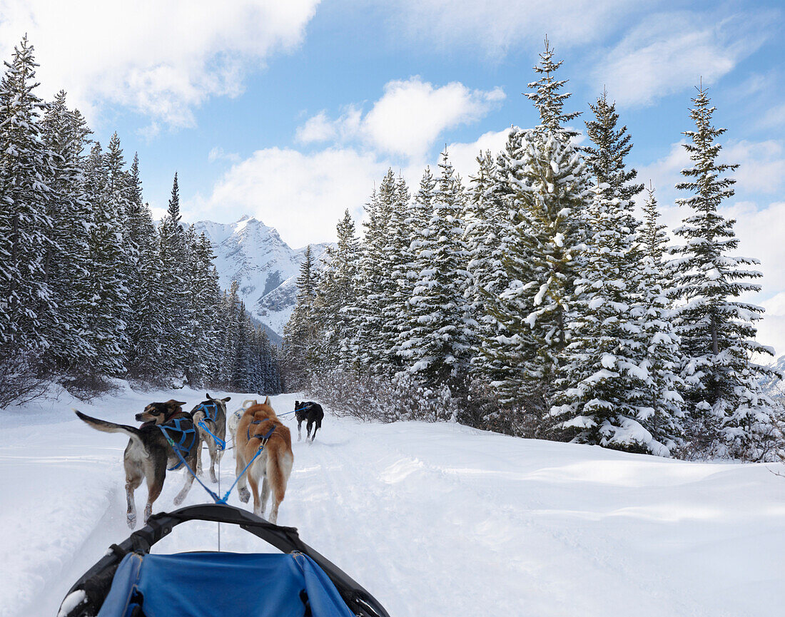 Dogs pulling dog sled in remote snow covered forest