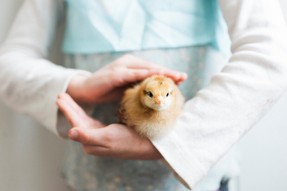 Young Girl's Hands Holding Young Chick