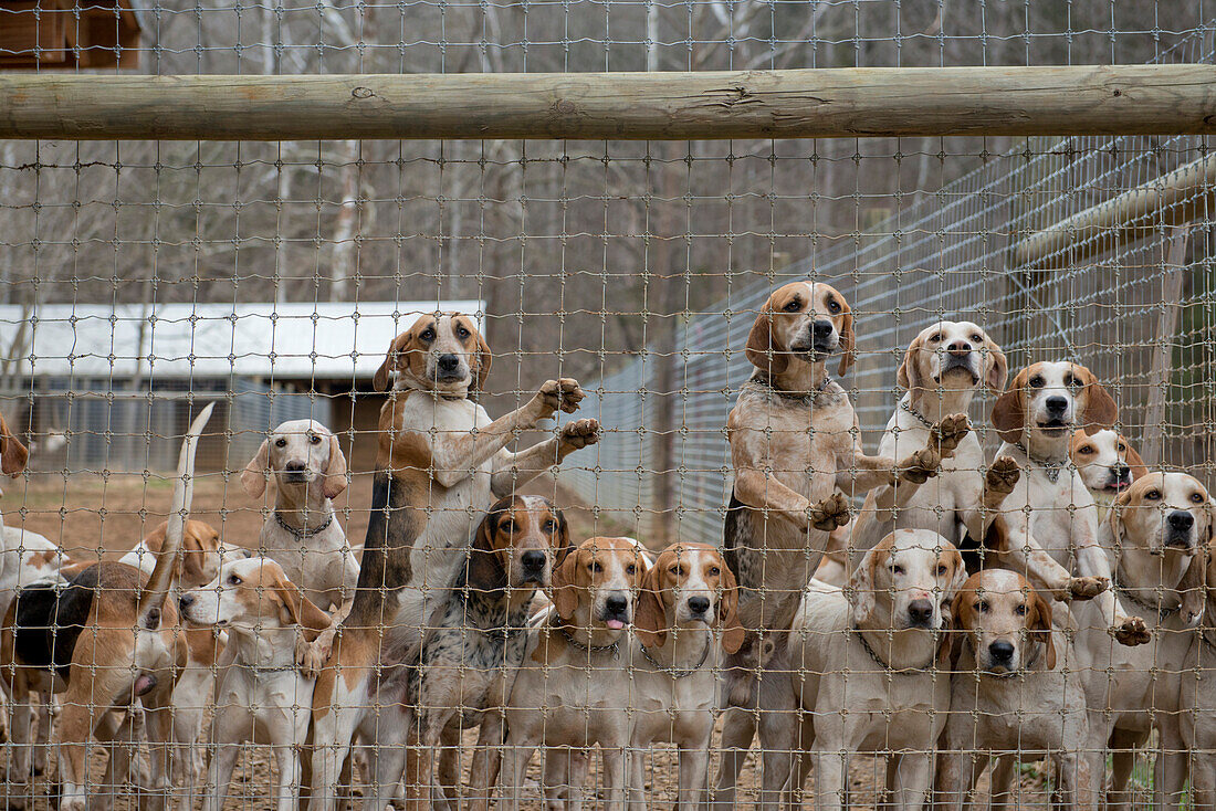 Fox Hunting Hounds Behind Fence