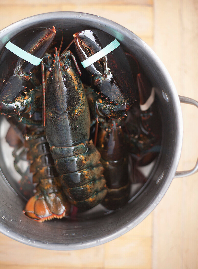 Uncooked Lobsters in Pot, High Angle View