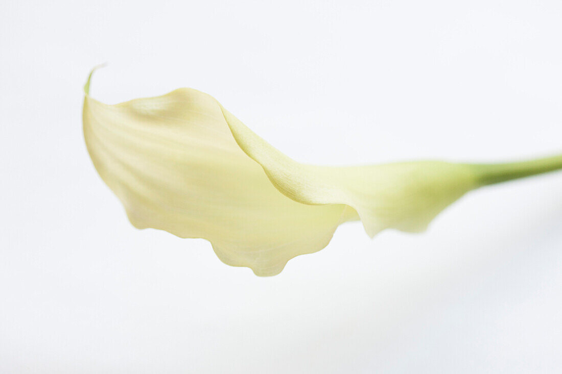 Calla Lily on White Background
