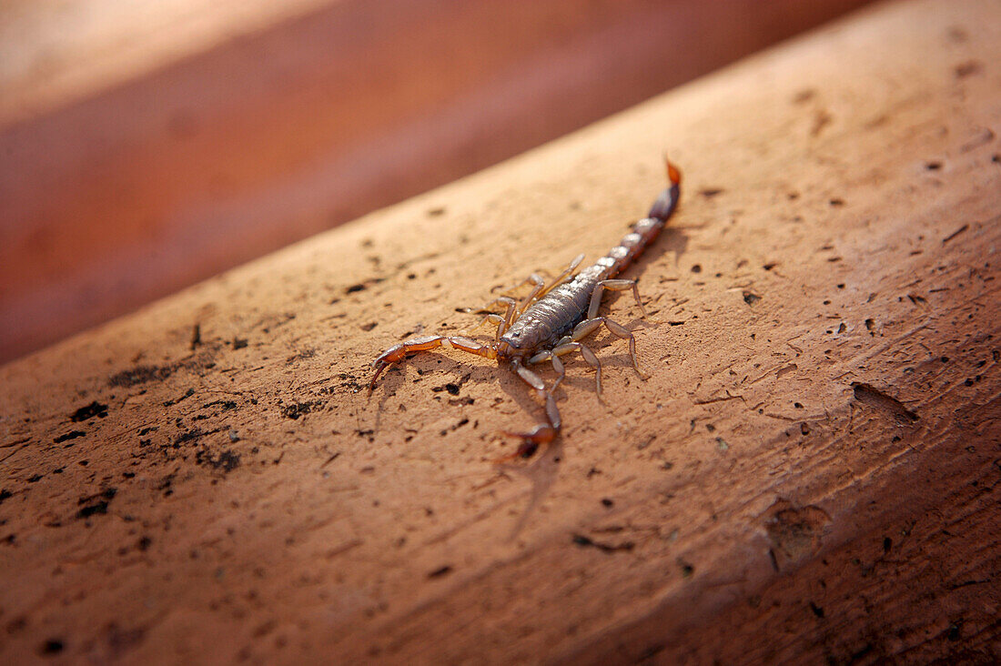 Scorpion, Close-Up
