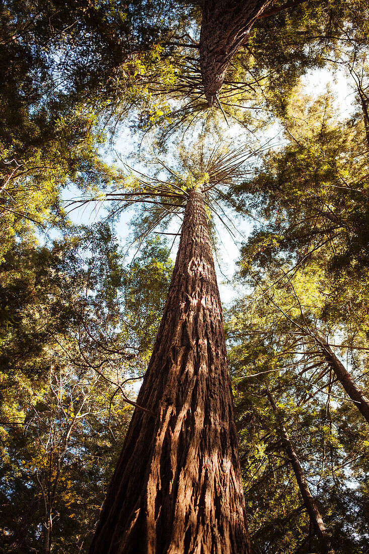 Redwood Trees, Low Angle View, California, USA