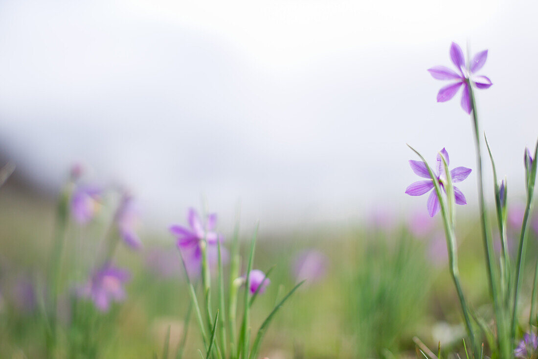 Purple Flowers in Field, Close-Up