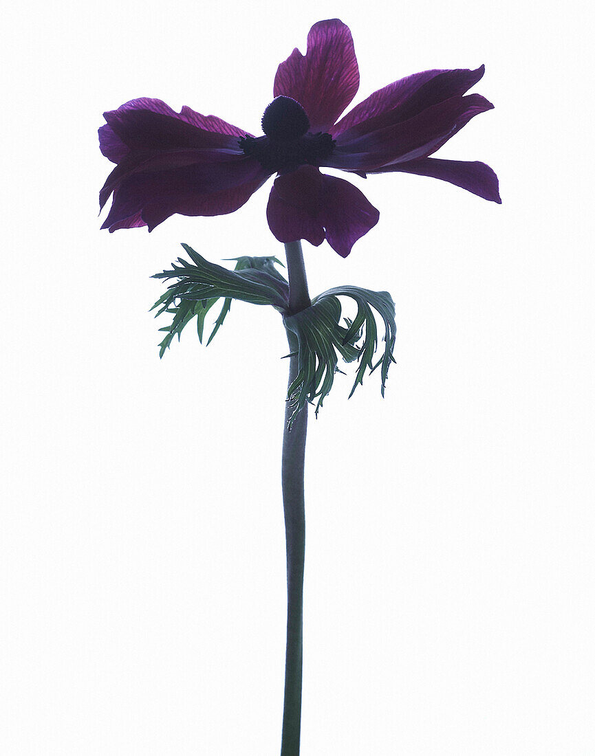 Purple Flower on White Background, Close-Up