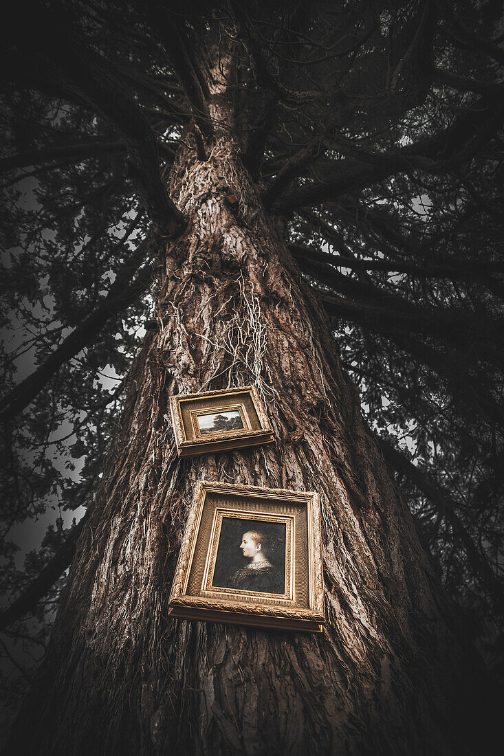 Paintings Hanging on Large Tree, Low Angle View