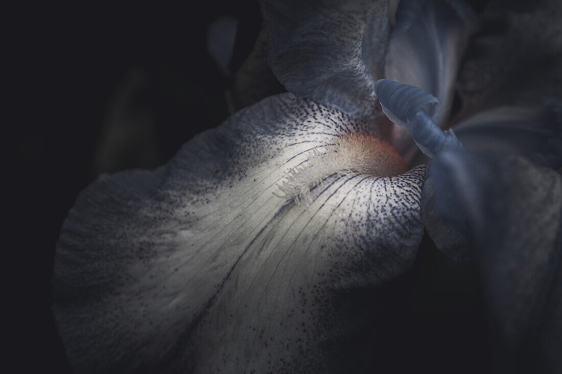 Blue Iris Flower on Black Background, Close-Up