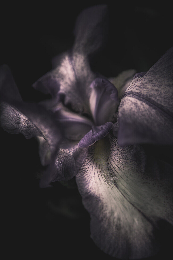 Purple Iris Flower on Black Background, Close-Up