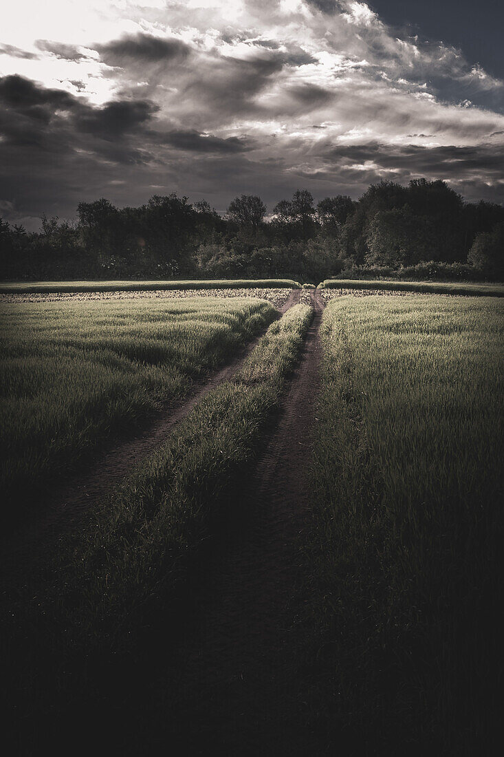 Path Tracks through Rural Field