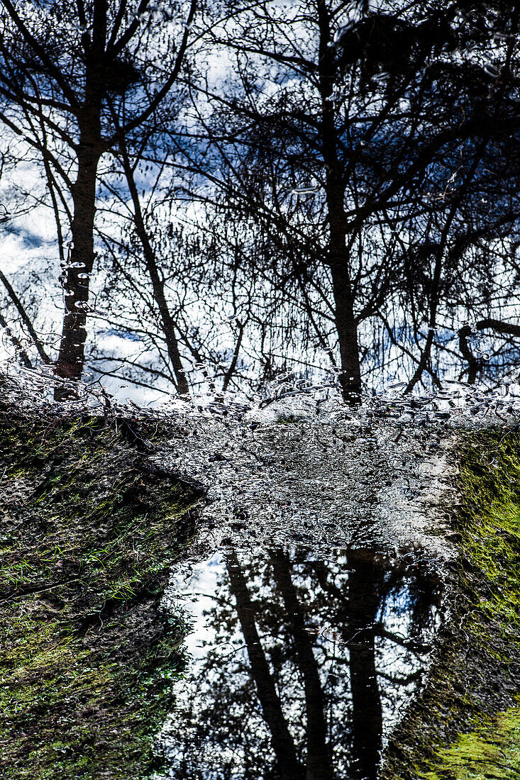 Trees Reflected in Puddle