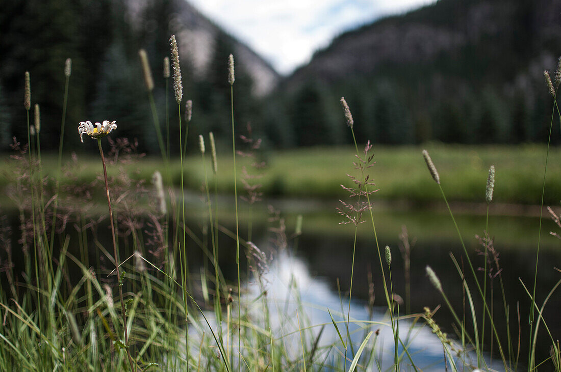 Tall Grass with Lake and Mountain in Background, Selective Focus