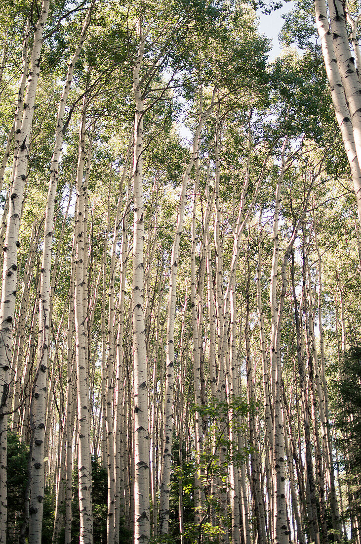 Grove of White Aspen Trees, Close-Up, Colorado, USA