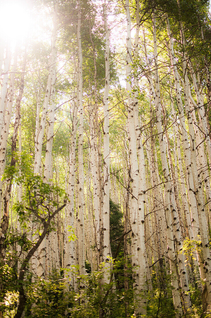 White Aspen Tress, Low Angle View, Colorado, USA