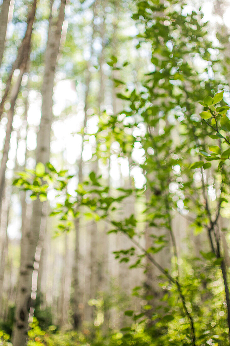 Blurred Aspen Grove