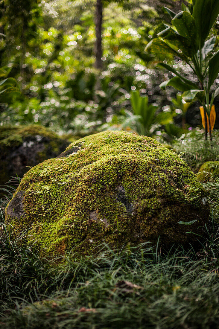Large Rock Covered in Moss
