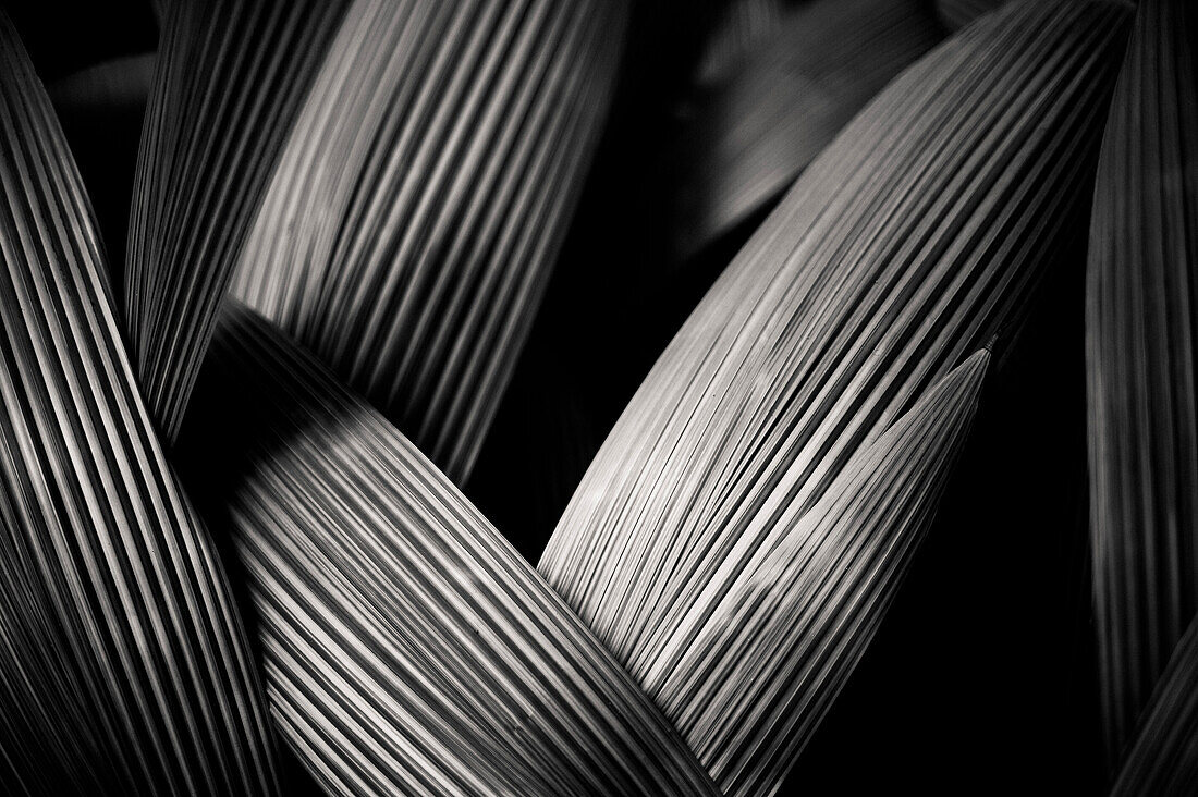 Palm Leaves, Abstract