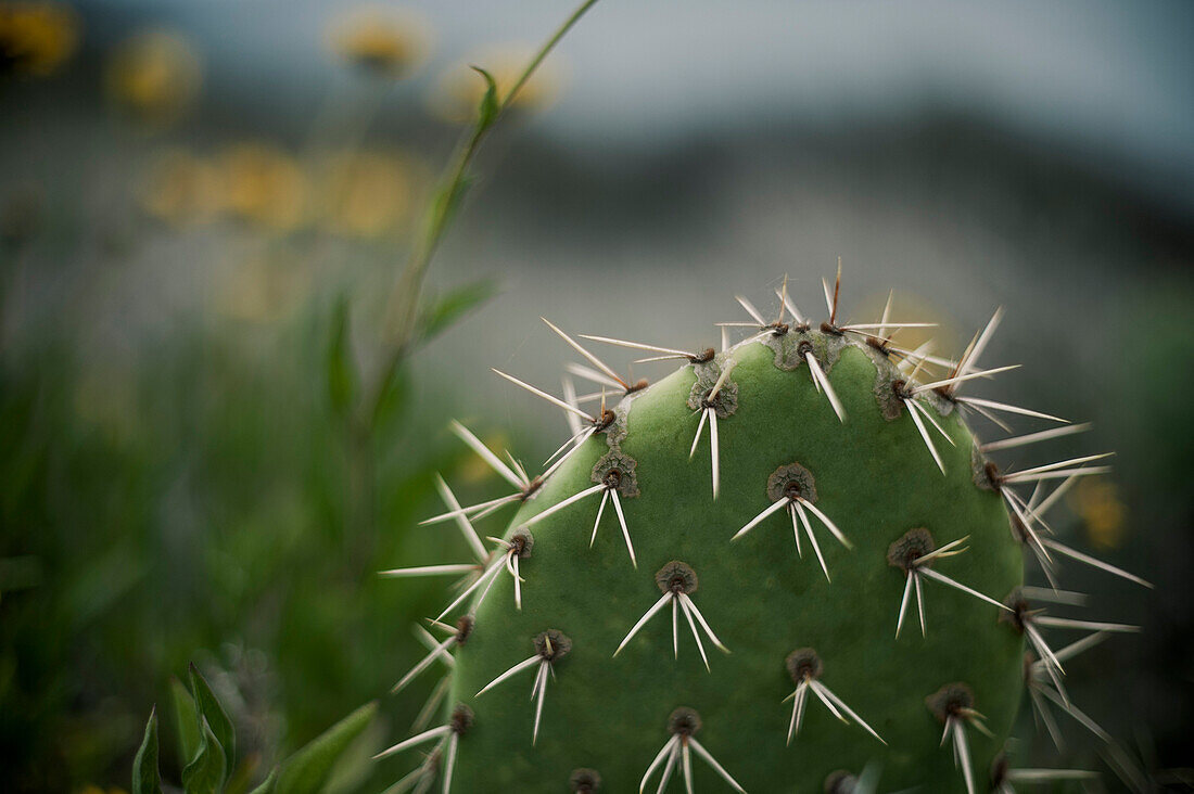 Cactus with Sharp Needles, Close-Up