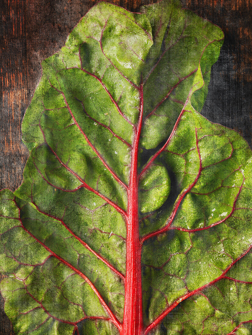 Rainbow Chard Leaf, Close-Up