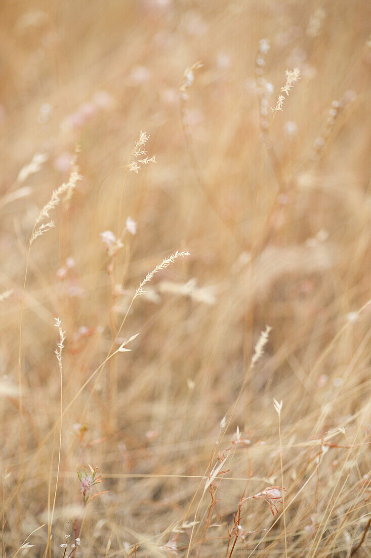 Wild Grass in Field, Close-Up