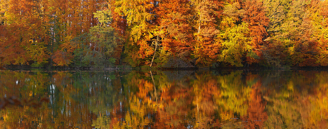 Indian summer, Forest in autumn colours at Langbuergner See, Chiemgau, Bavaria, Germany