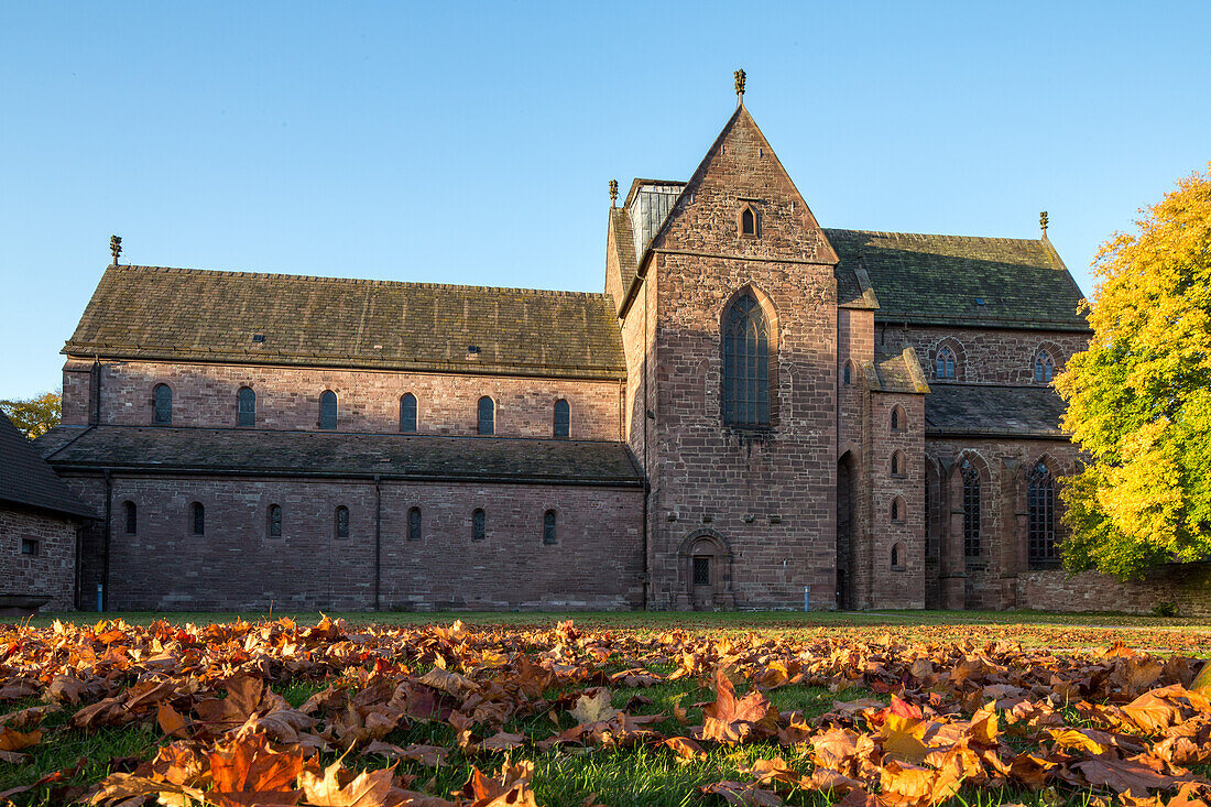 Kloster Amelungsborn, Herbstlaub, romanischer Flügel, Dachreiter fehlt, Niedersachsen, Deutschland