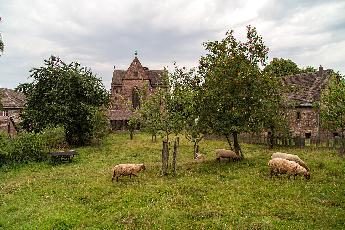 Amelungsborn Abbey, sheep in orchard, Lower Saxony, Germany