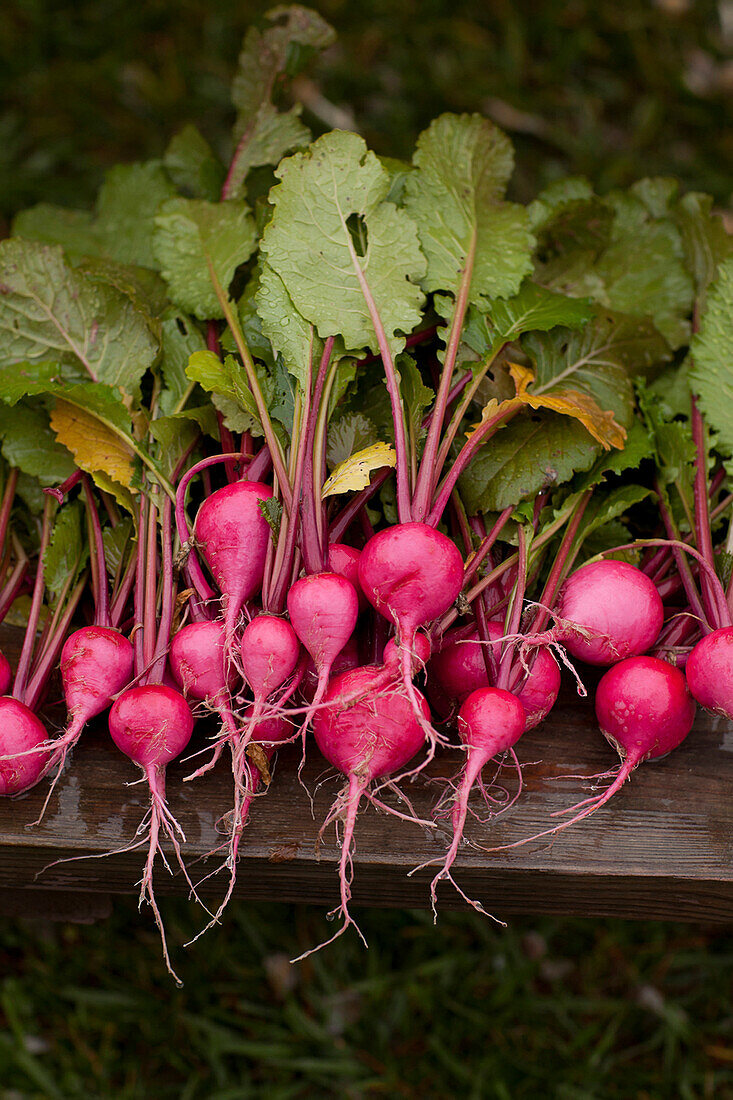Close up of fresh radishes, Blacksburg, VA, USA