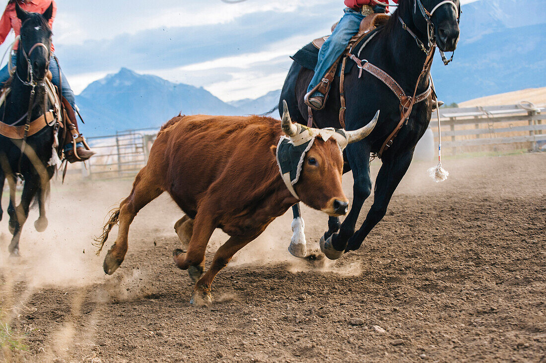 Caucasian herders chasing cattle at rodeo, Jospeh, Oregon, USA