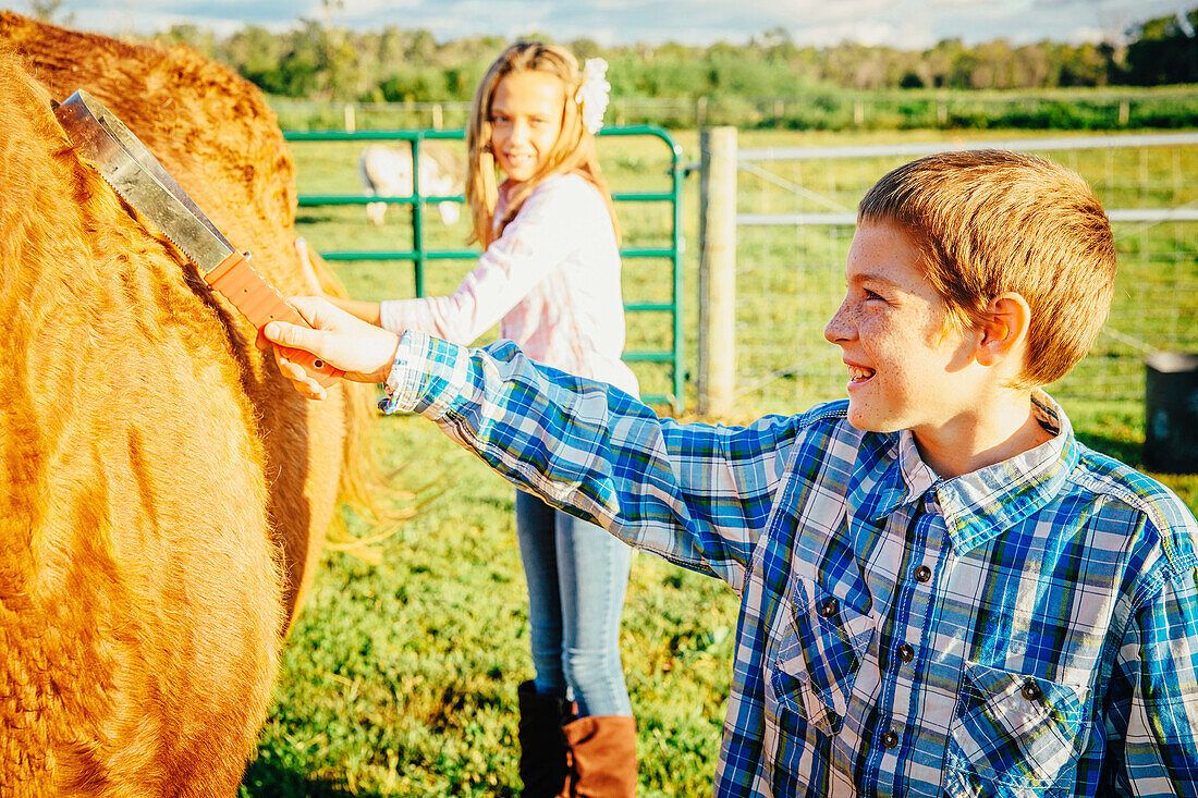 Caucasian children brushing hair of horse on ranch, C1