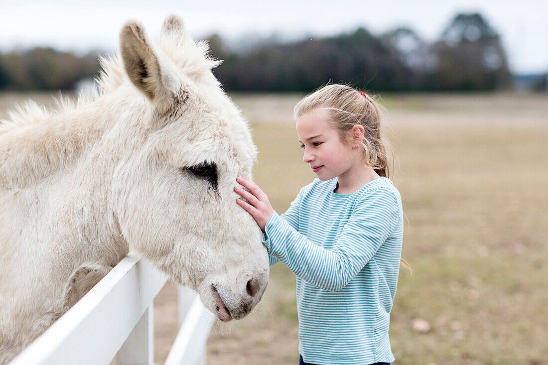 Caucasian girl petting donkey in field, C1