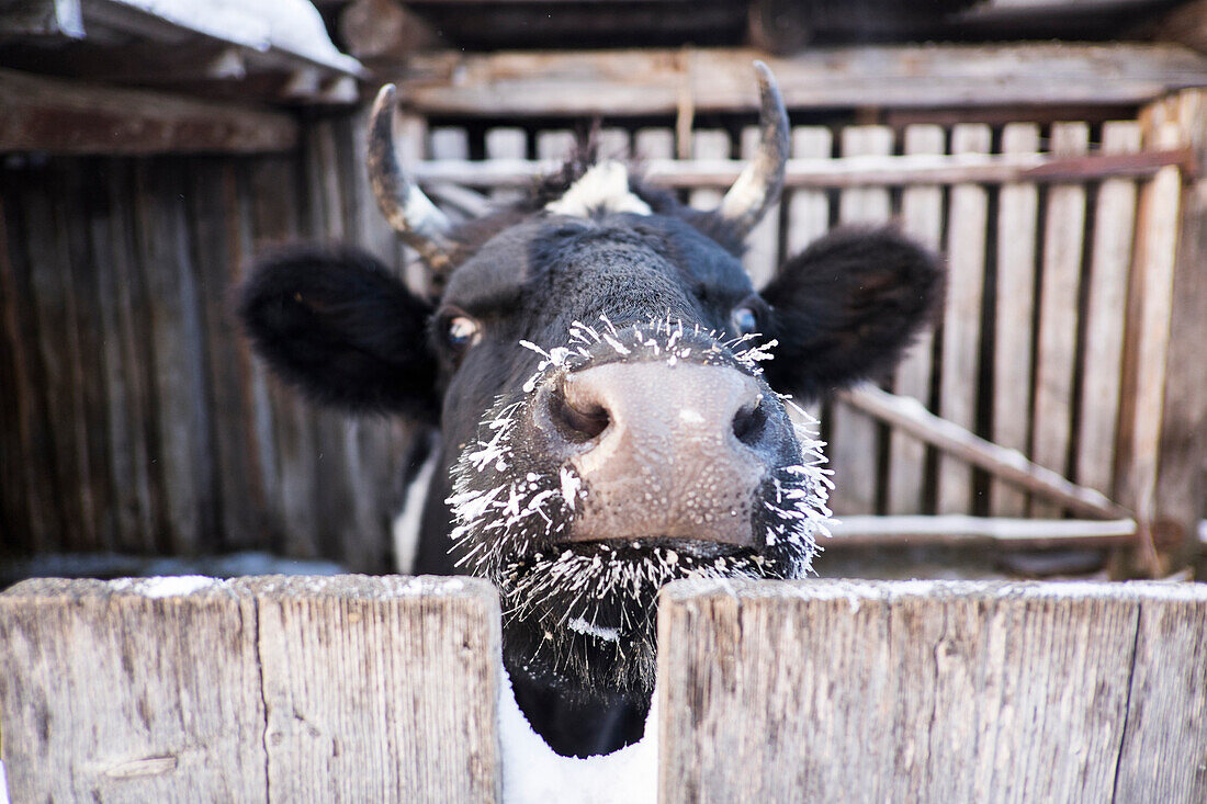 Close up of cow with frozen whiskers peering over fence, C1