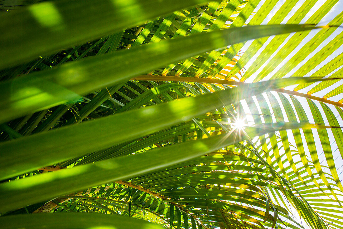 Low angle view of sun shining through palm fronds, C1