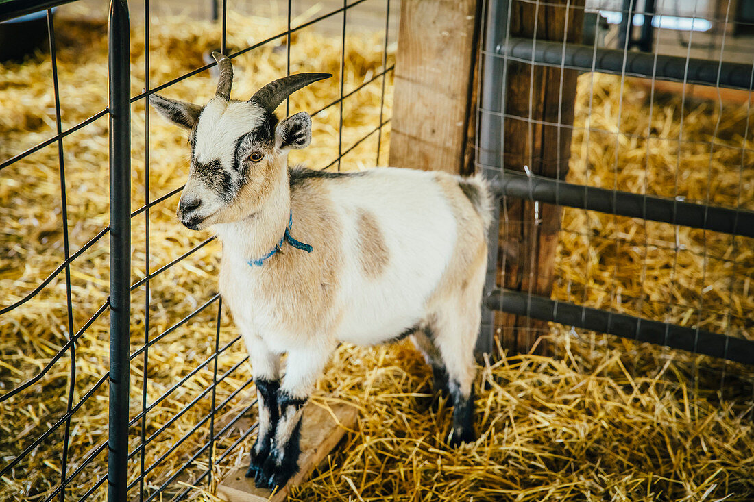 Goat standing in hay in barn, C1